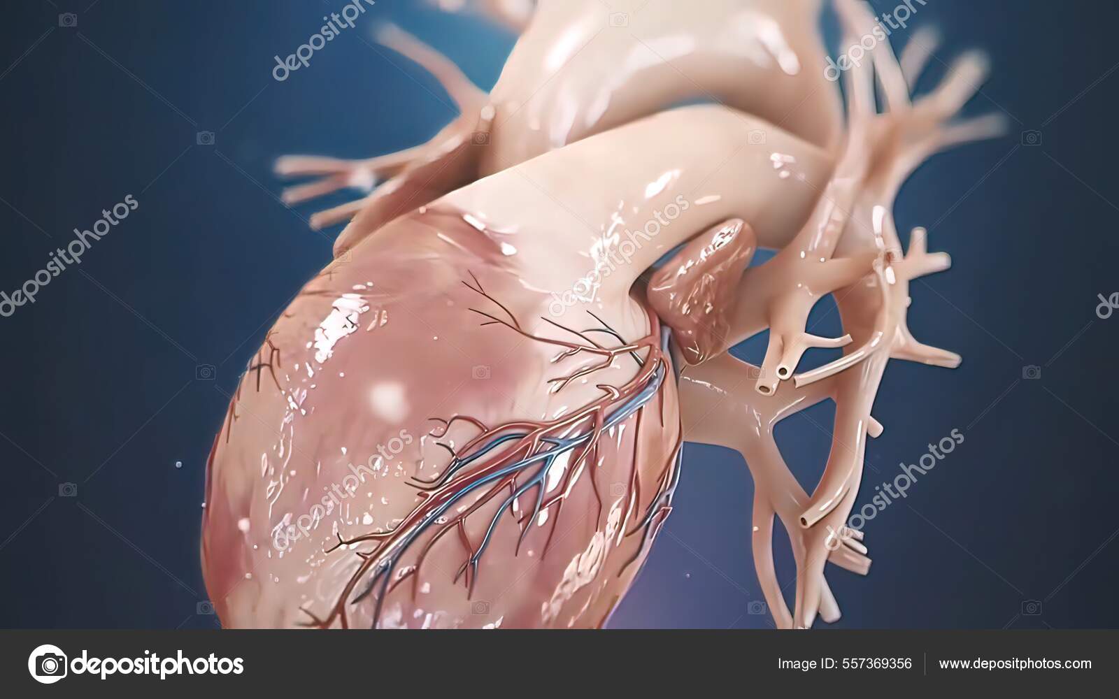 Medical Illustration Human Heart Vascular System Stock Photo by ©soundpic 557369356