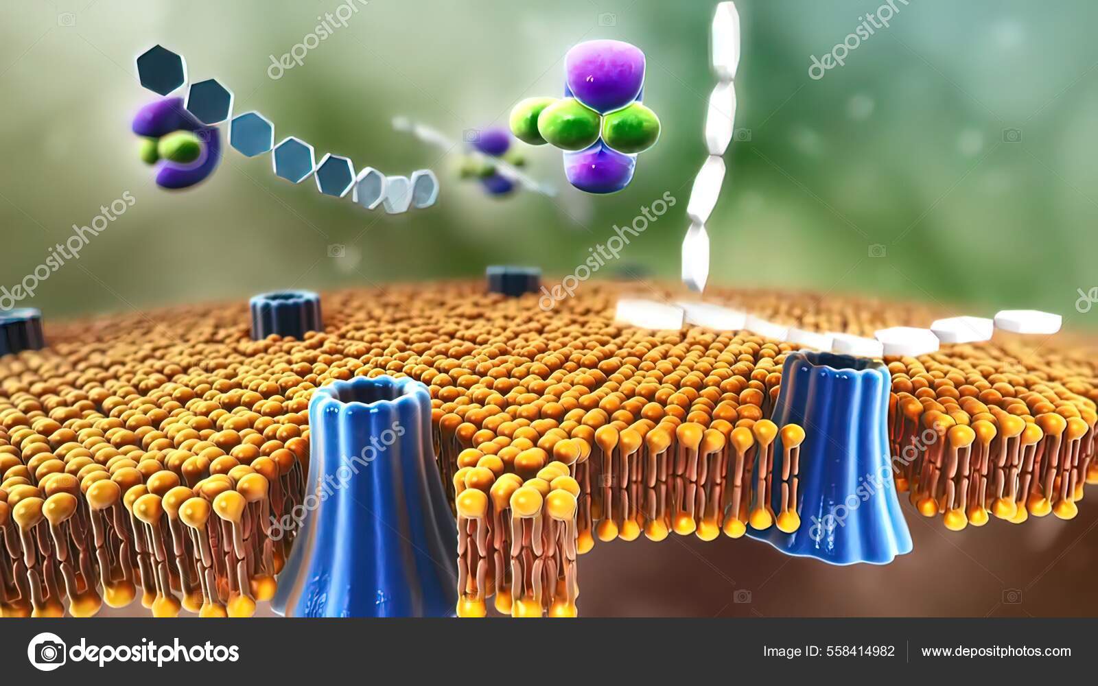 Insulin Peptide Hormone Produced Pancreas Illustration Stock Photo by