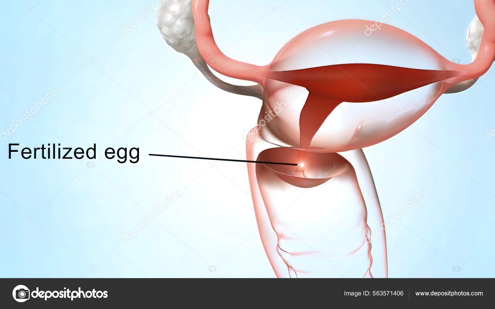 endometrium rák Hong Kong gyógyítja a parazitákat a nano-toxin ellen