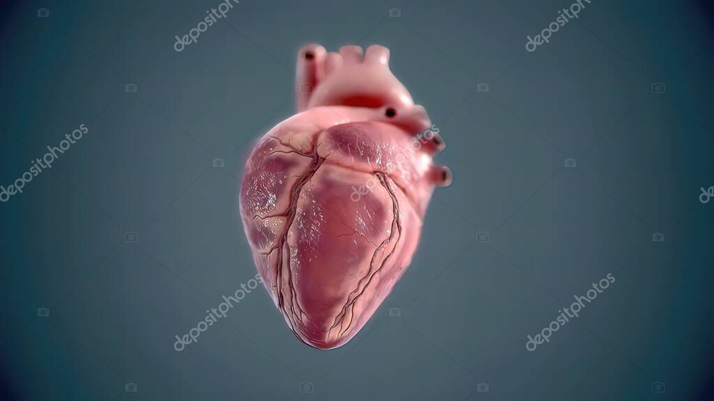 Corazón humano, anatomía realista modelo 3D del corazón humano en el