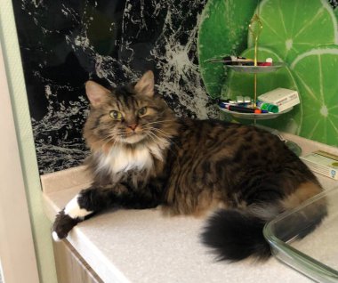 Kedi büyük çirkin ev