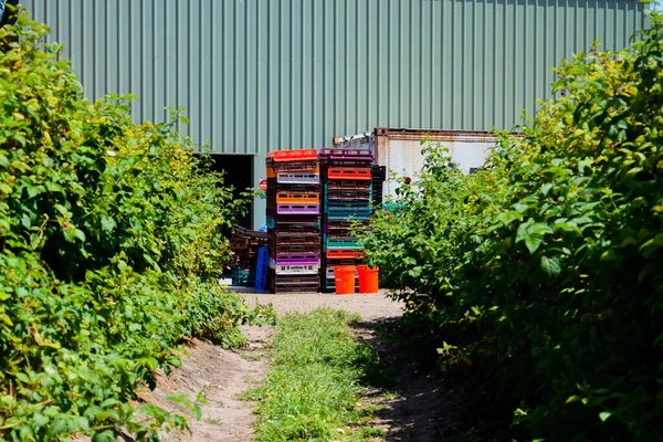 Bright Colourful Farm Crates Taken Midday Berry Farm Tasmania — Fotografia de Stock