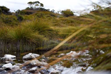 Smalll creek with shrubs surrounding, taken in Tasmania