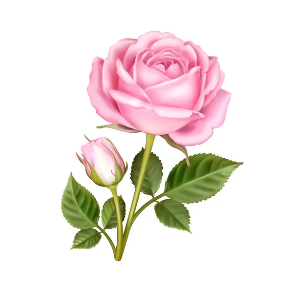 Colección de flores de rosa 1 — Vector de stock