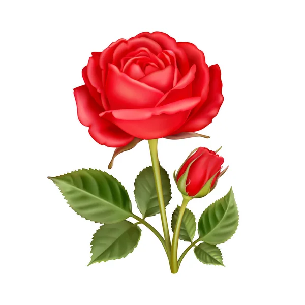 Rosa colección de flores 2 — Vector de stock
