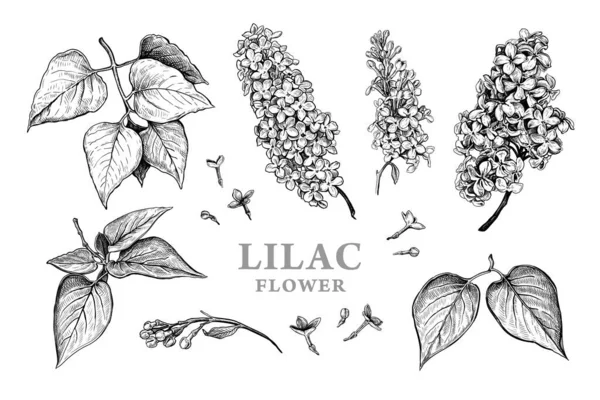 Set Hand Drawn Luxurious Flowers Leaves Lilac Vector Illustration Plant Vettoriali Stock Royalty Free