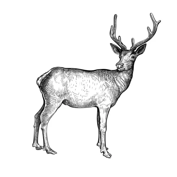 Disegnato Mano Schizzo Inchiostro Nero Cervo Isolato Sfondo Bianco Illustrazione — Vettoriale Stock