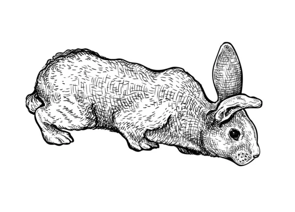 Beyaz Arka Planda Izole Edilmiş Tavşan Çizimi Siyah Mürekkep Çizimi — Stok Vektör