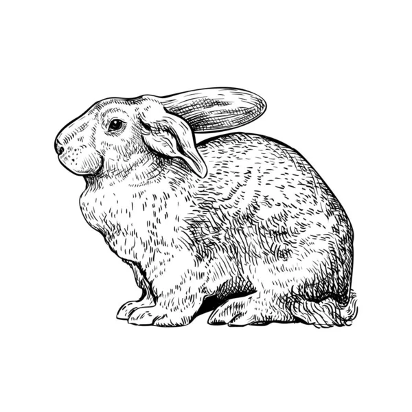 Disegnato Mano Schizzo Inchiostro Nero Coniglio Isolato Sfondo Bianco Illustrazione Vettoriale Stock