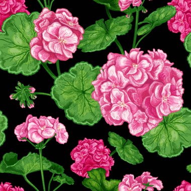 Güzel, pürüzsüz desenli, elle çizilmiş, lüks pembe çiçekli, siyah arka planda Pelargonium. Geranium çiçeğinin vektör çizimi. Tekstil tasarımı için temel elementler