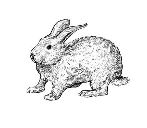 Croquis Encre Noire Dessiné Main Lapin Isolé Sur Fond Blanc — Image vectorielle