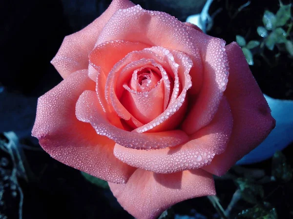 きれいなピンクのバラは水の滴で覆われていた 水滴で覆われたピンク色のバラで とても鮮やかで美しいです — ストック写真