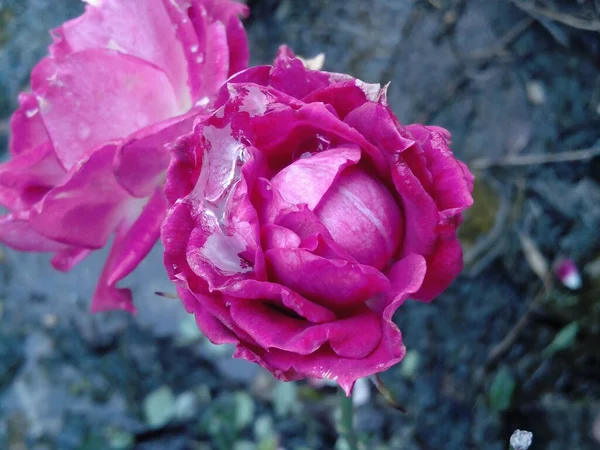 Petite Rose Des Pêches Gelée Fleurie Hiver Est Peu Rose — Photo