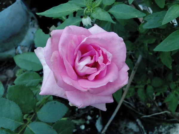 Une Rose Sur Point Épanouir Complètement Est Une Rose Qui — Photo