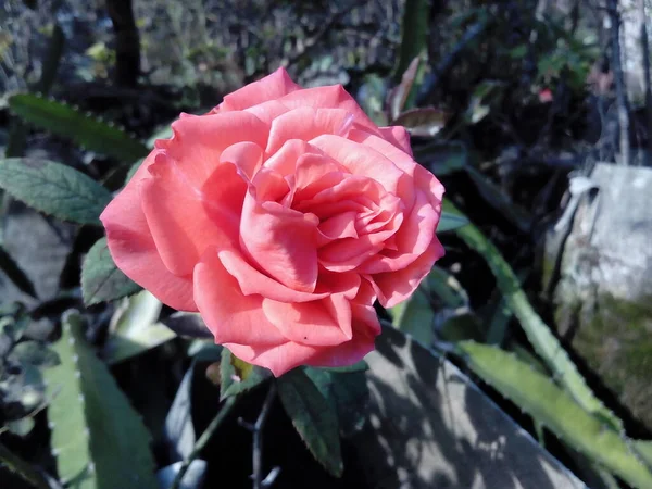 Golden Pink Brilliant Rose Brilliant Golden Pink Rose Its Petals — Stock Photo, Image