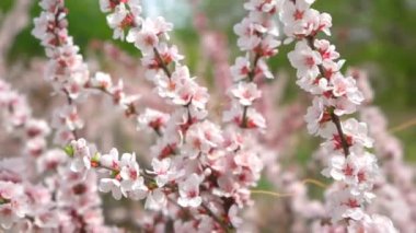 Kiraz çiçekleri. Baharda Rusya 'nın uzak doğusunda bir parkta kiraz çalıları. 