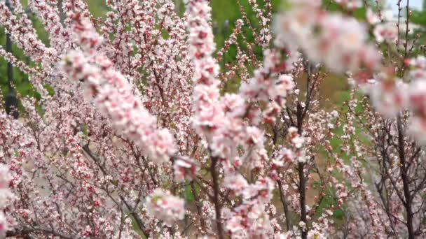 Flores Cerezo Arbustos Cerezo Primavera Parque Lejano Oriente Rusia — Vídeo de stock