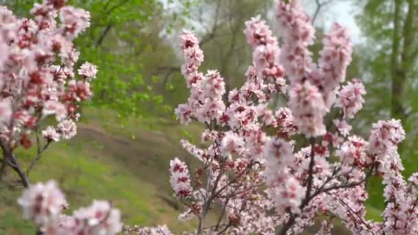Bunga Ceri Cherry Semak Musim Semi Sebuah Taman Timur Jauh — Stok Video