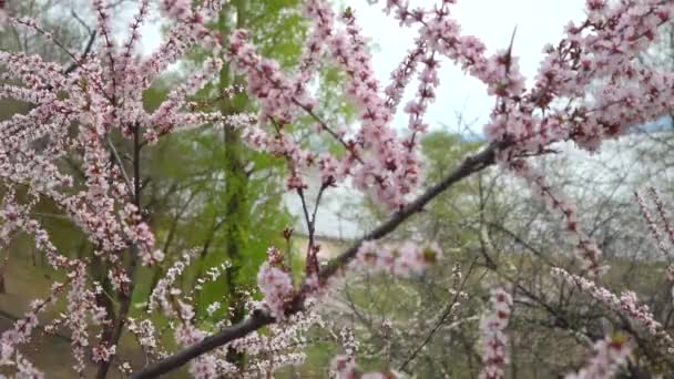 Kirschblüten Kirschsträucher Frühling Einem Park Fernen Osten Russlands — Stockvideo