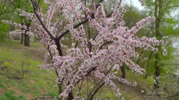 Flores Cerejeira Arbustos Cereja Primavera Parque Extremo Oriente Rússia — Vídeo de Stock