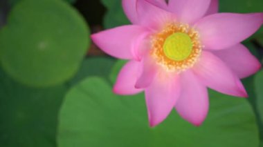 Lotus Gölü 'nde nilüfer çiçeği. Rusya 'nın Uzak Doğu' daki Lotus Gölü. 