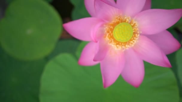 Fiore Loto Sul Lago Lotus Lago Loto Estremo Oriente Russo — Video Stock