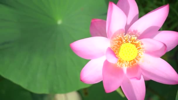 Lotusbloem Het Lotusmeer Lotusmeer Het Russische Verre Oosten — Stockvideo