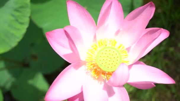 Flor Loto Lago Lotus Lago Del Loto Lejano Oriente Ruso — Vídeos de Stock
