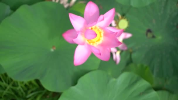 Fiore Loto Sul Lago Lotus Lago Loto Estremo Oriente Russo — Video Stock