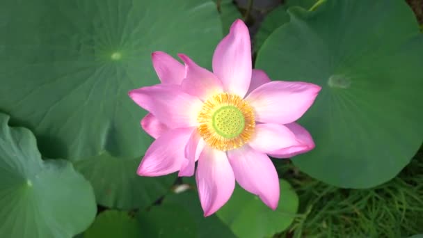 Lotusblüte Auf Dem Lotussee Lotussee Fernen Osten Russlands — Stockvideo