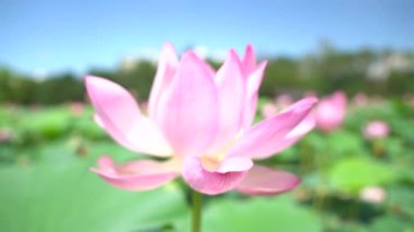 Rusya 'nın uzak doğusundaki Lotus Gölü. Ağustosta nilüferlerin açtığı gölü olan bir park alanı. Uzakta köy evleri. 