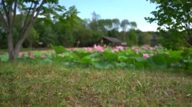 Rusya 'nın uzak doğusundaki Lotus Gölü. Ağustosta nilüferlerin açtığı gölü olan bir park alanı. Uzakta köy evleri. 