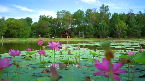 ロシア極東のロータス湖 8月に蓮が咲く湖のある公園エリア 遠くに村の家 — ストック動画