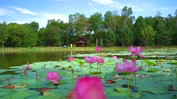 Lotus Orosz Távol Keleten Egy Park Egy Tóval Ahol Augusztusban — Stock videók
