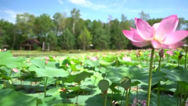 Lotus Lake Rusia Timur Jauh Taman Dengan Danau Mana Teratai — Stok Video