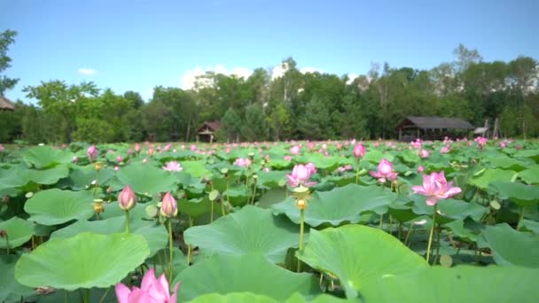 ロシア極東のロータス湖 8月に蓮が咲く湖のある公園エリア 遠くに村の家 — ストック動画