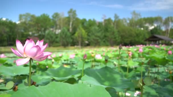 ロシア極東のロータス湖 8月に蓮が咲く湖のある公園エリア 遠くに村の家 — ストック動画