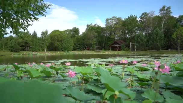 Lac Lotus Extrême Orient Russe Parc Avec Lac Fleurissent Les — Video
