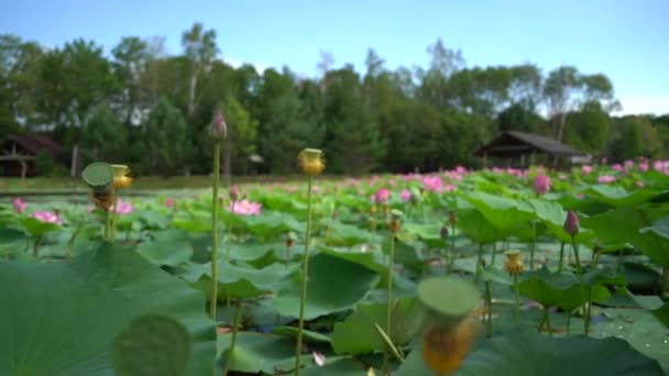 ロシア極東のロータス湖 8月に蓮が咲く湖のある公園エリア 遠くに村の家 — ストック動画