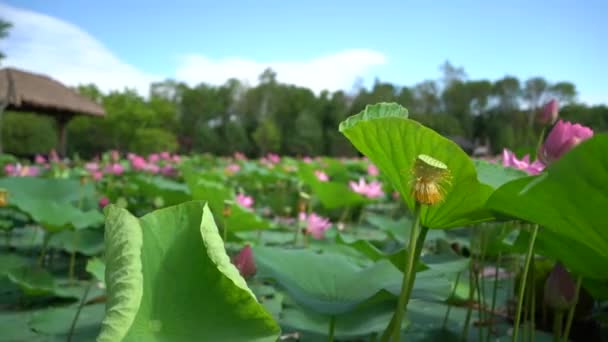 Lotus Lake Rusia Timur Jauh Taman Dengan Danau Mana Teratai — Stok Video