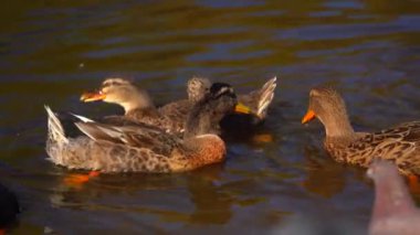 Ördekler şehir parkının göletinde yüzerler. Sonbahar. Gündüz vakti suda bir ördek sürüsü.