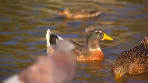 Eenden Zwemmen Vijver Van Het Stadspark Herfst Een Kudde Eenden — Stockvideo