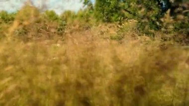 Sahadaki çimlerin üzerinde kamerayı alçaktan uçurmak. Rusya 'da vahşi bir alan. Güneşli bir gün. 