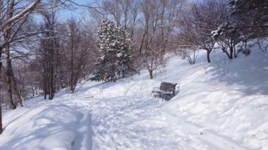 Şehir parkının kış sokakları. Karda ağaçlar. Kamera kış parkının ara sokağında hareket ediyor. Güneşli bir günde. Yerin altında.. 