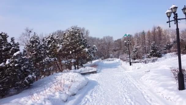 Şehir Parkının Kış Sokakları Karda Ağaçlar Kamera Kış Parkının Ara — Stok video