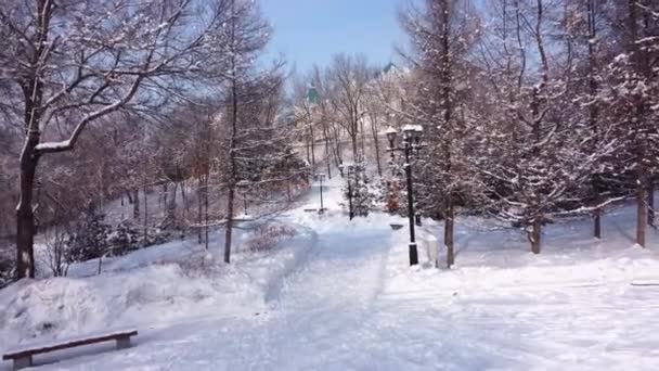 Зимові Алеї Міського Парку Дерева Снігу Камера Рухається Вздовж Алеї — стокове відео