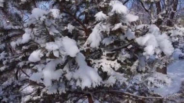 Park alanı, kardaki ağaçlar, kamera yükseliyor. Kamera, ağaç gövdeleri boyunca yavaşça hareket ediyor. Kardaki dalların yanında. Üzerlerinden yükseliyor..