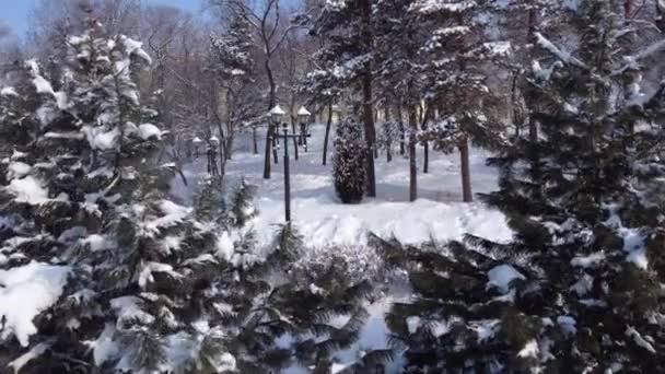 Park Alanı Kardaki Ağaçlar Kamera Yükseliyor Kamera Ağaç Gövdeleri Boyunca — Stok video