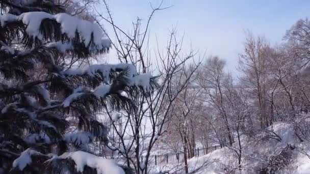 나무들 카메라들이 치솟습니다 카메라는 나뭇가지 나무줄기를 천천히 솟아오른다 — 비디오