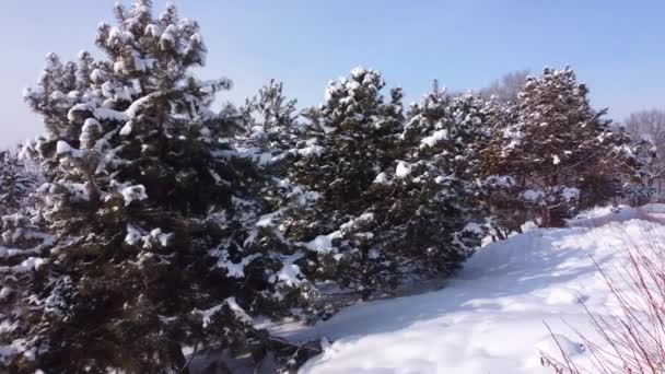 Ağaçlı Köknar Ağaçlı Bir Park Alanında Kış Panoramik Çekimi Kışları — Stok video